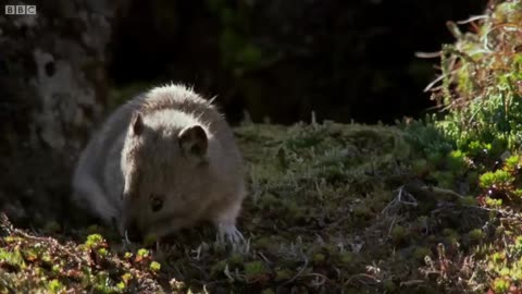 How the Collared Pika Prepares For Winter | Wild Alaska | BBC Earth