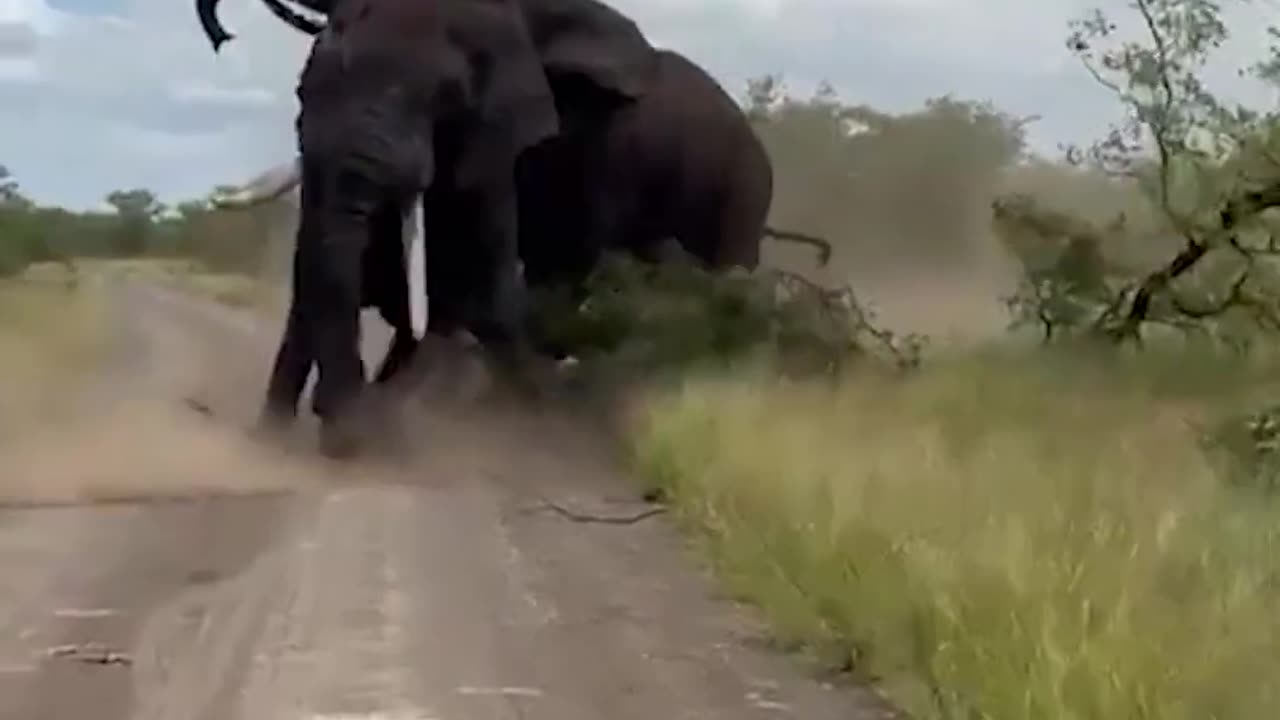 Bull elephants filmed fighting in rare footage