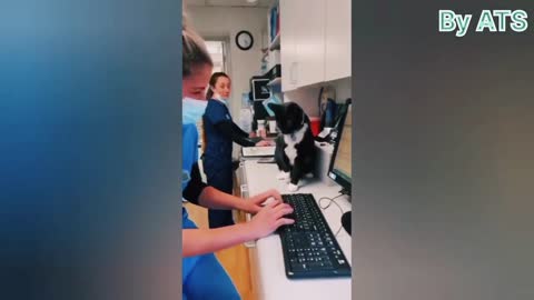 Funny cat videos 😂😂😂