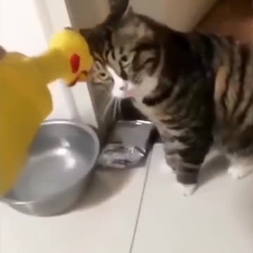 Laughter and fun with crazy cats - funny video of the most beautiful moments with cute cats"