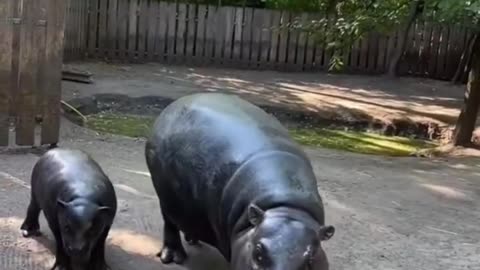How This Pygmy Hippo Calf So Cute You'll Wish You Could Touch Him! #shorts #shortsfeed #hippo