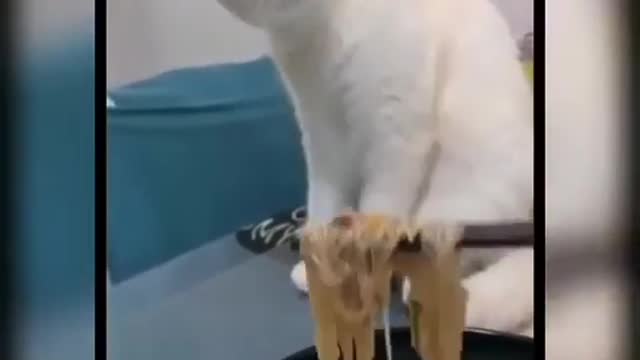 Baby Cats - Cute and Funny Cat Videos Compilation I Cat Videos