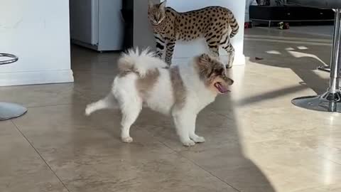 I think this dog is broken 😹