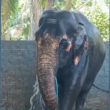 The eliphant take a shower 🚿 woo 😍😍😍😍😍😍😍😍😍😍😍😍😍😍😍