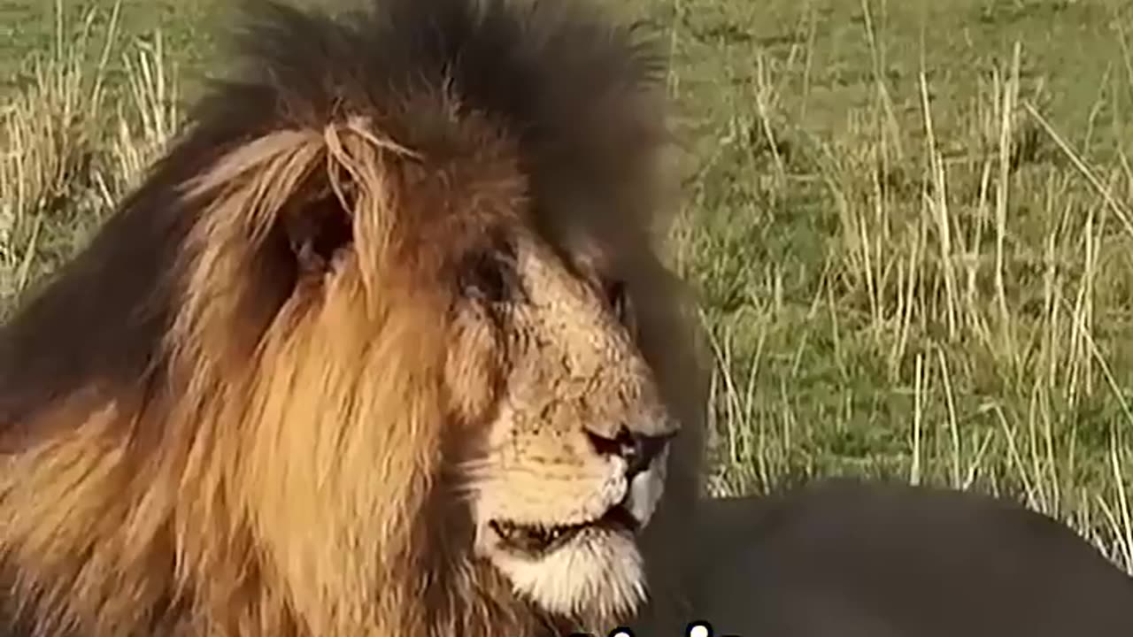 The most famous lion in history