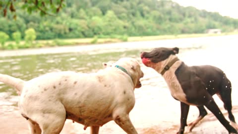 My 2 XXL Pitbulls playing together, no harm