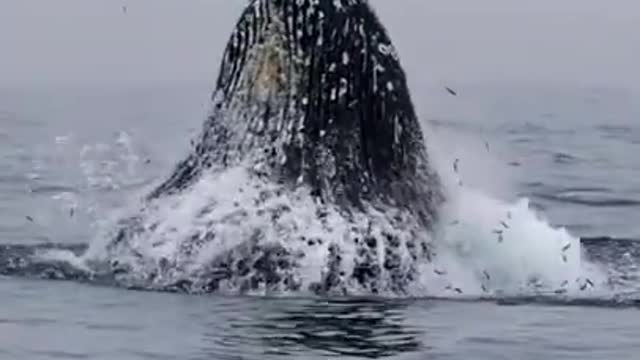 Rumble / Whale feeding Incredible