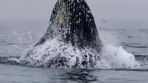 Rumble / Whale feeding Incredible