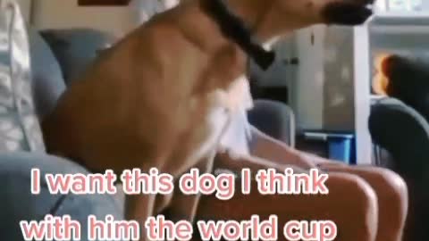 I want this dog I think with him the world cup will be more enjoyable 😂