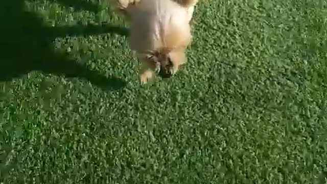 The cute puppy's happy day