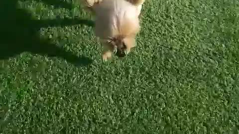 The cute puppy's happy day