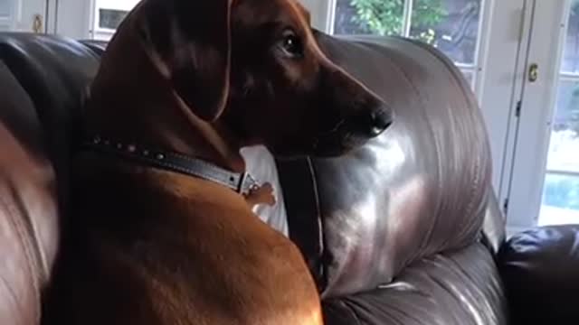 Dog known for “lion hunting” watches tv show with a lion on it