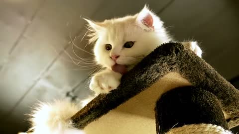 Cat basics each owner shoud know..