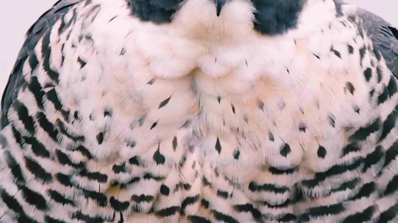 Peregrine falcons attacked at 240 km/hour