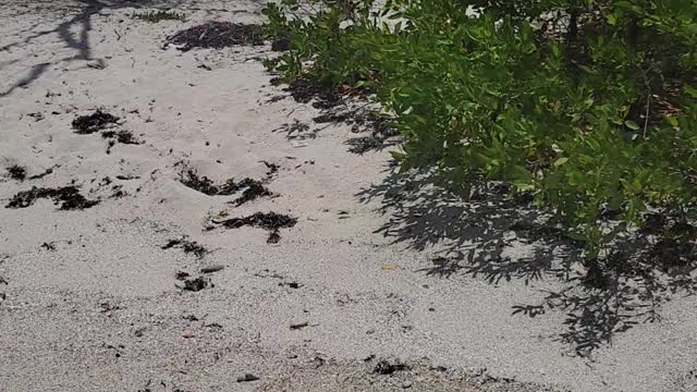 Lime Kay Beach Jamaica