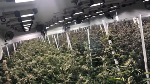 My First licensed Grow in Washington state.