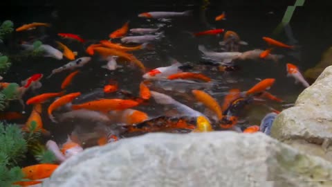 Fish video