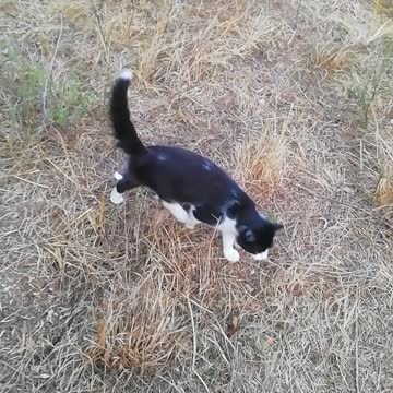 Felin walking cat