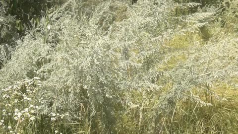 Tall wild grass