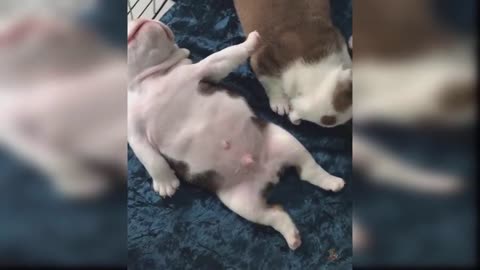 #aww #funnydog #animals Baby Dogs - Cute and Funny Dog Videos Compilation #2 | Aww Animals