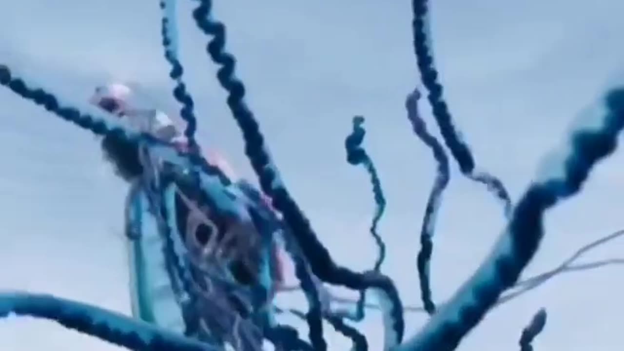 Deadly Portuguese Man O' War Jellyfish Up Close