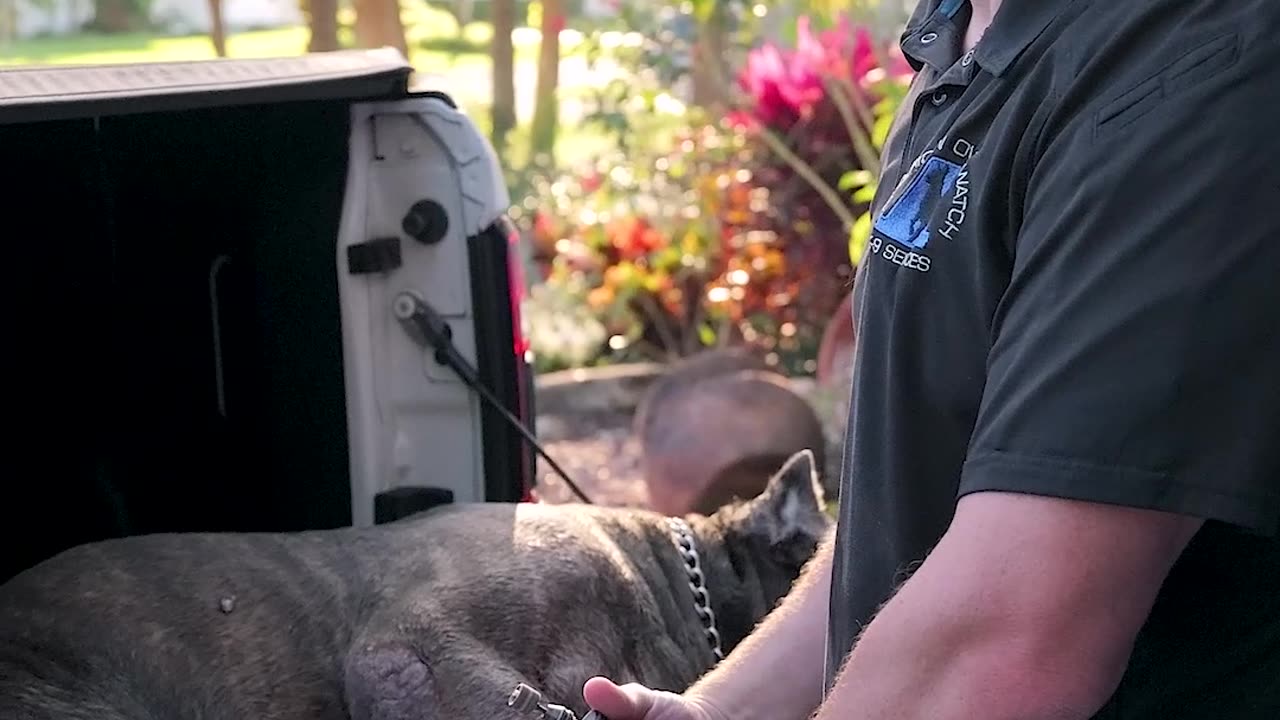 The BEST Way to Trim Your Dog’s Nails