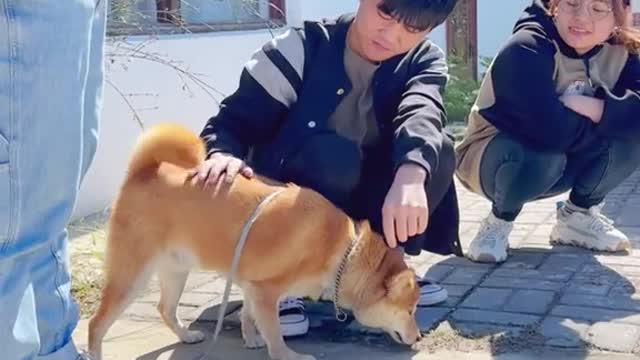 Chinese Pastoral dog Bing Bing graduated, his good friend Yongqiang came to see him off.