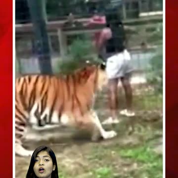పులితో మహిళ ఆటలు.. జస్ట్ మిస్| #us #zoopark #tiger #attack #girl #ytshorts #viralvideo | FBTV NEWS