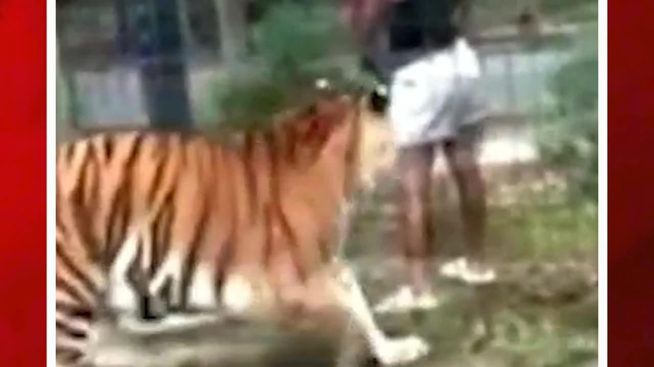 పులితో మహిళ ఆటలు.. జస్ట్ మిస్| #us #zoopark #tiger #attack #girl #ytshorts #viralvideo | FBTV NEWS