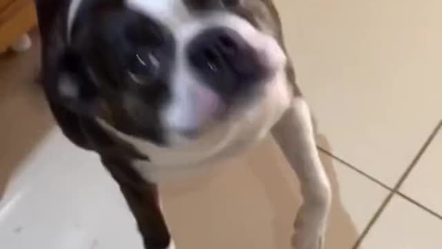 Funny dog videos