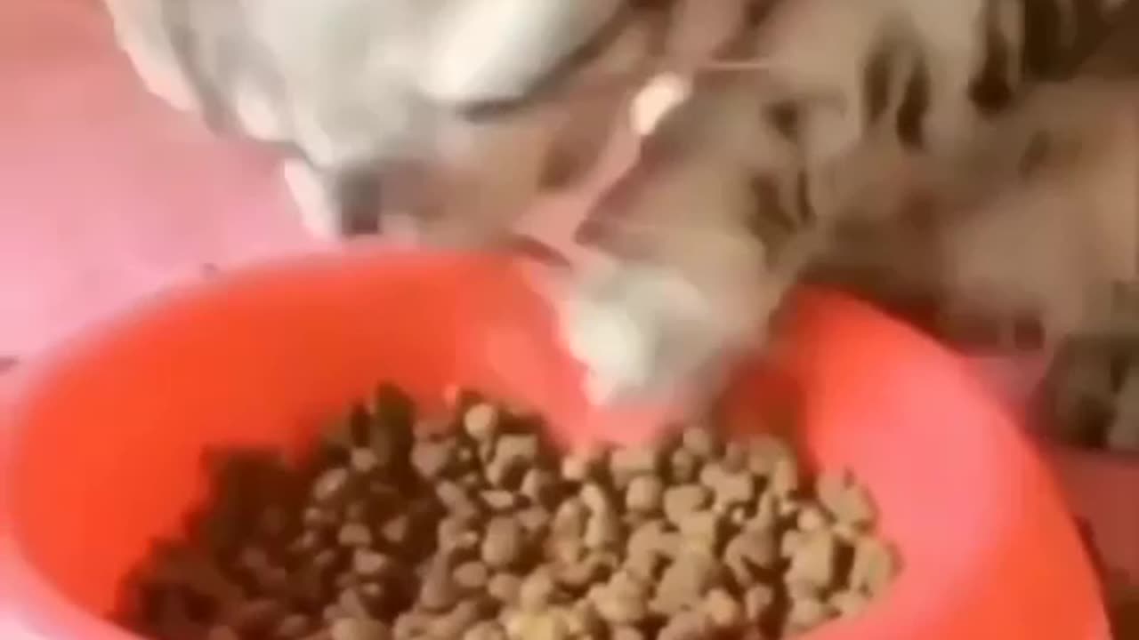 Cat funny video||New funny video #IMovie