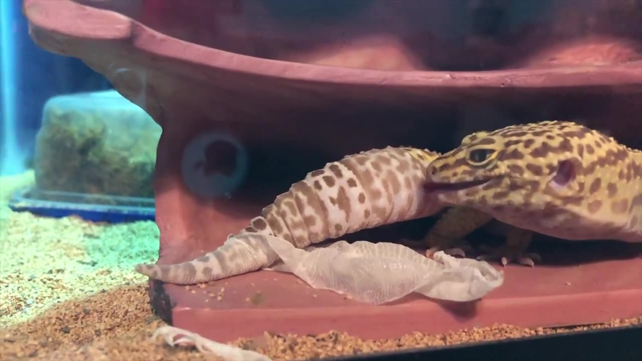 Leopard Gecko Shedding