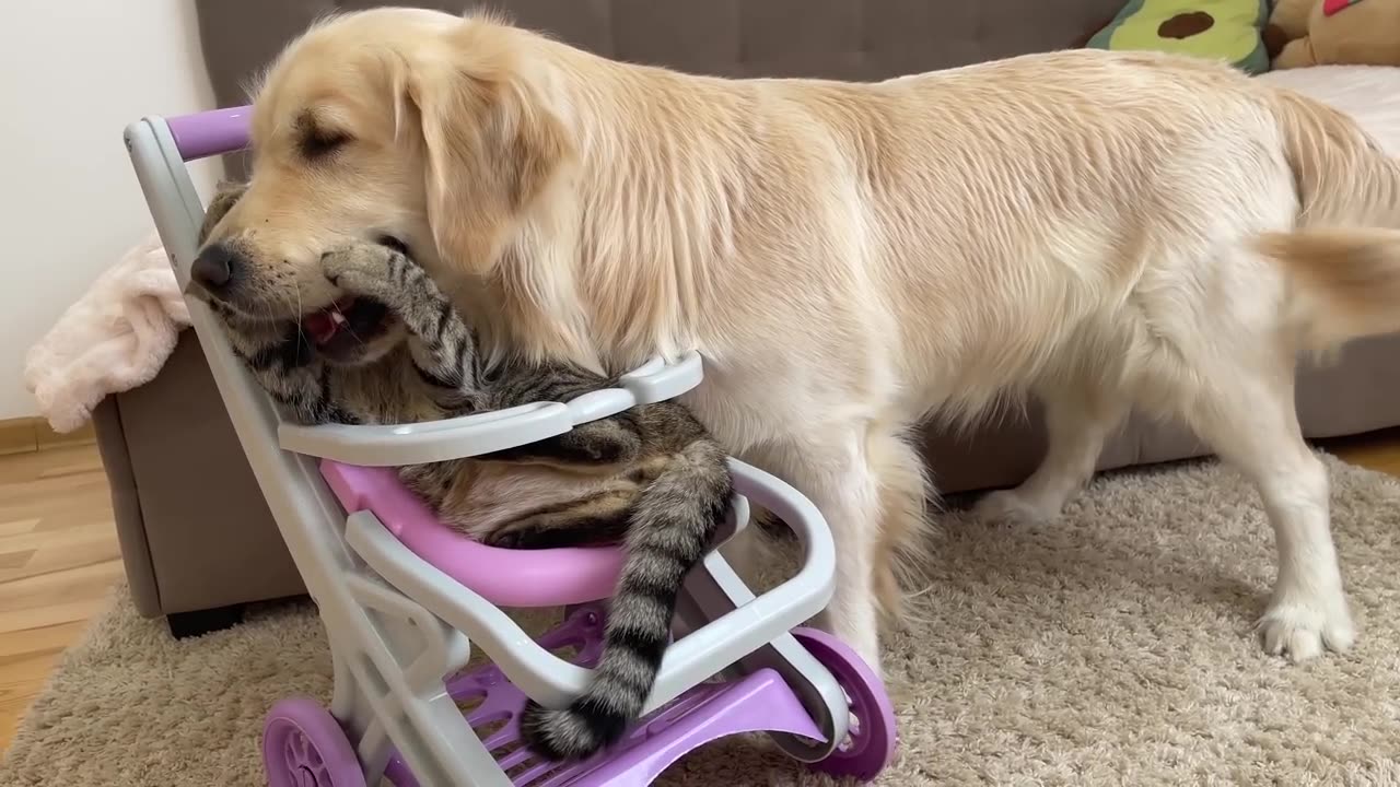 Boss Cat Teaches Golden Retriever Who's Really In Charge