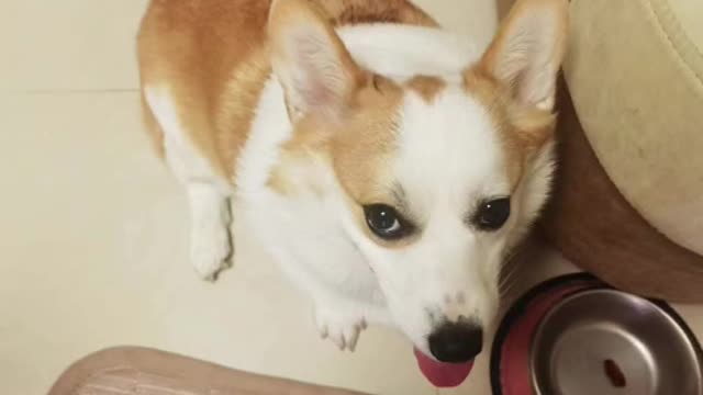 The dog's eyes must not have watched the World Cup.