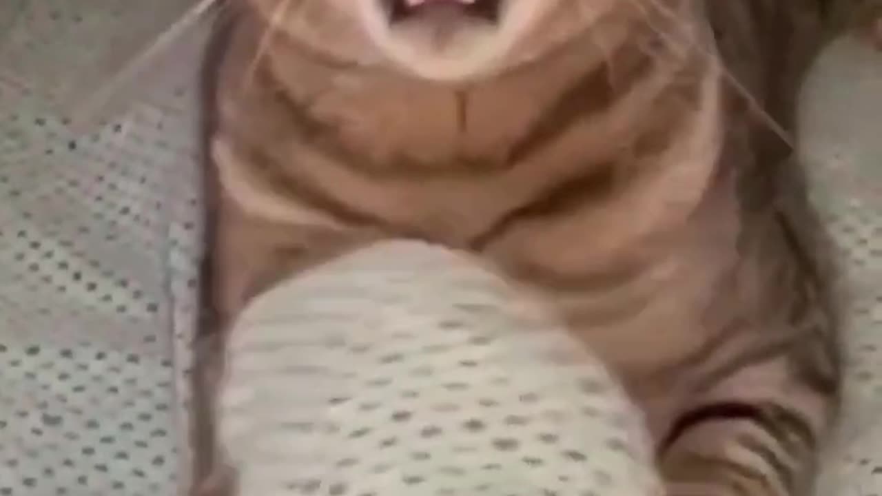 Funny 😂 animal video of the day 01