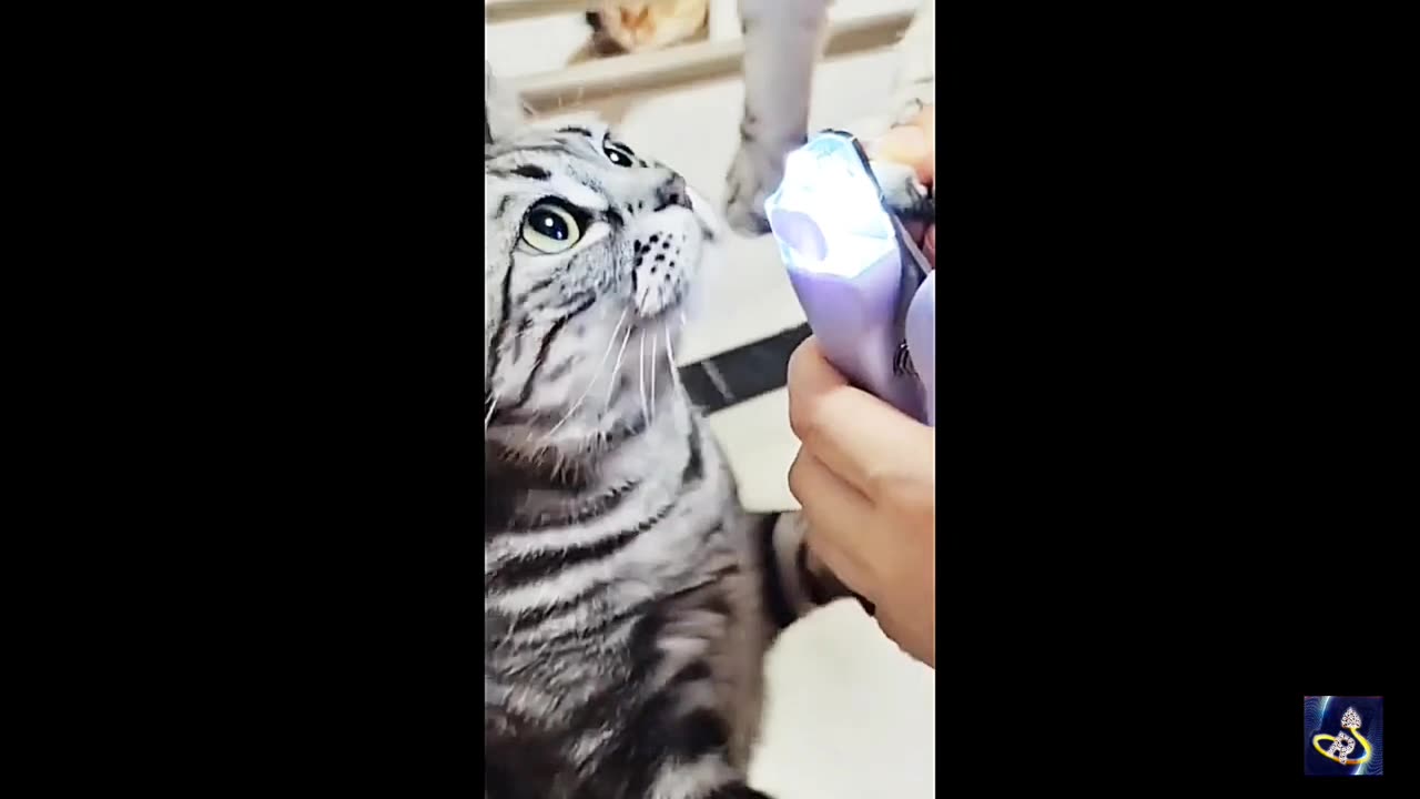 Purr-fectly Hilarious, The Best Funny Cat Videos