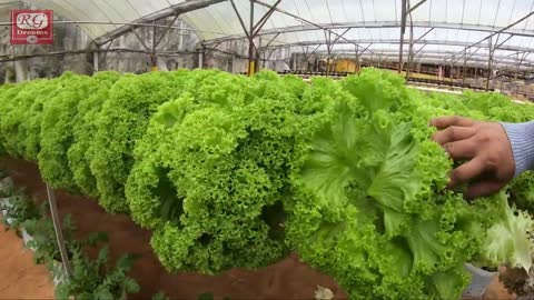 Must visit Big Red Strawberry Farm, a hydroponics farm in Malaysia's Cameron Highlands