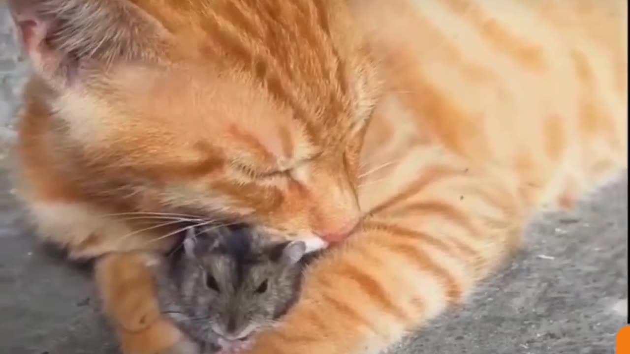 Real-Life Tom and Jerry: Adorable Duo's Hilarious Antics!