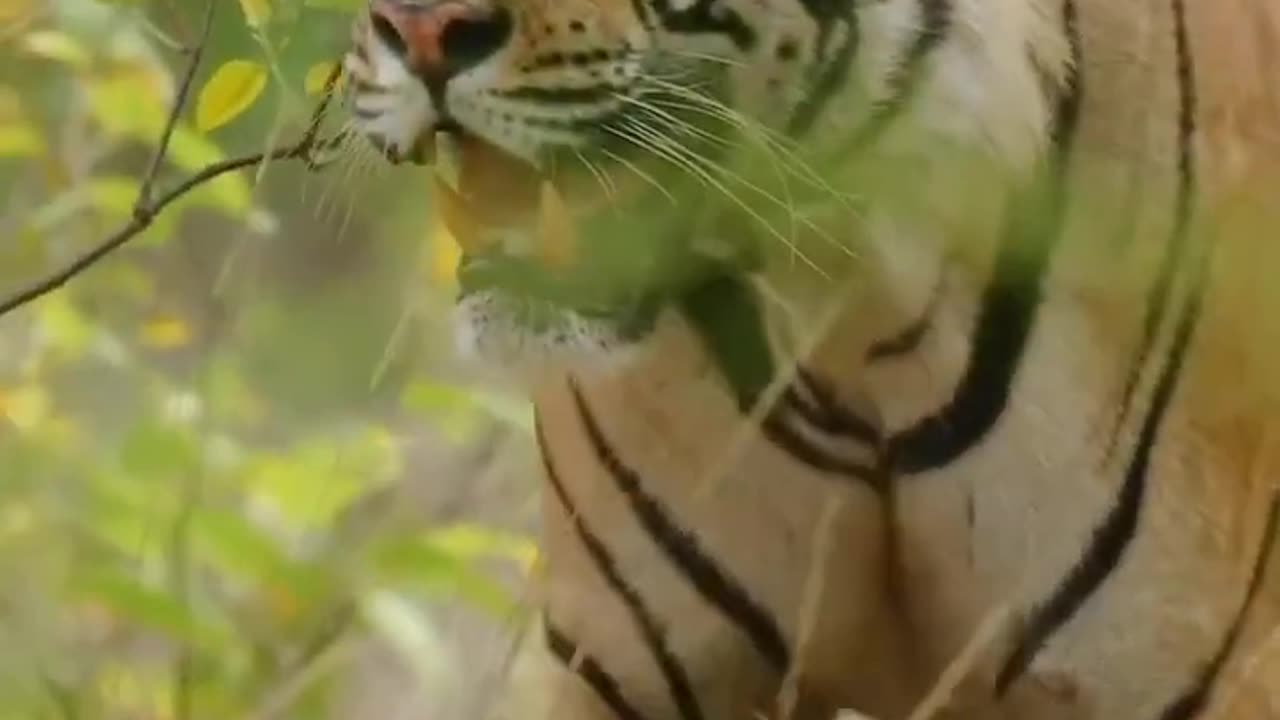 --Attitude Tiger Whats_App Status Video_--Wildlife