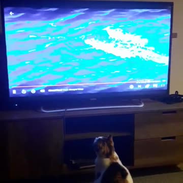 Cat watching nature videos