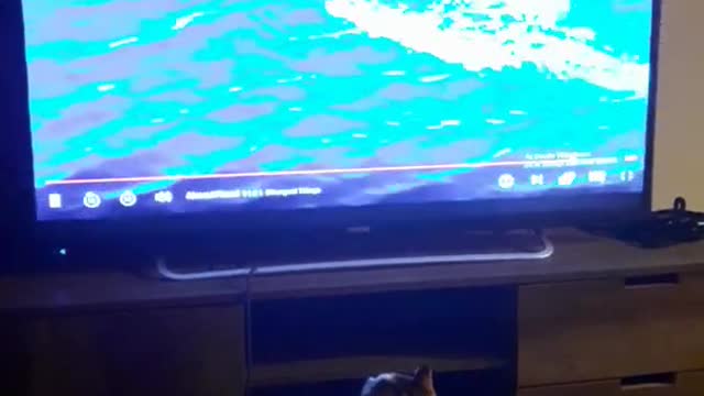 Cat watching nature videos
