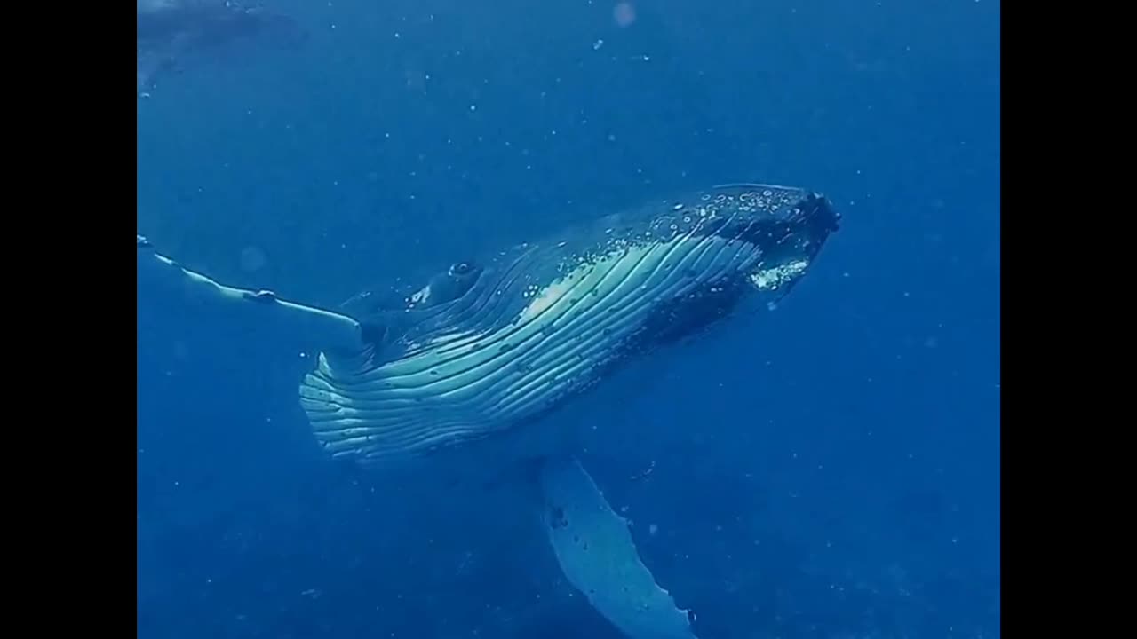 magical moment with a humpback 🤩🐋🤿