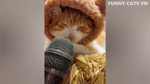 Best Funny Animal Videos 2023 - Funniest Cats And Dogs Video