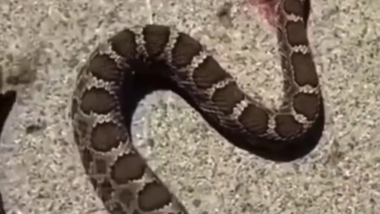 Decapitated Snake 🐍 Bites 🫦 Its Own Tail!! 🤯