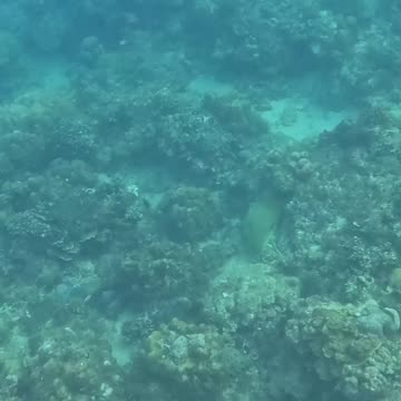 Dive into a Snorkeling Adventure