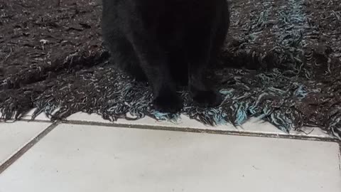 My black cat...Luna