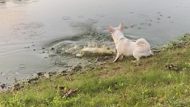 Chihuahua is too Small to Stop Large Released Bass