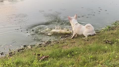 Chihuahua is too Small to Stop Large Released Bass