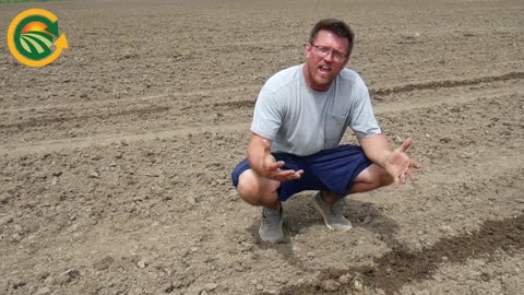 Fertilizing Organic Hemp Crop and Popcorn with Manure Effluent!!