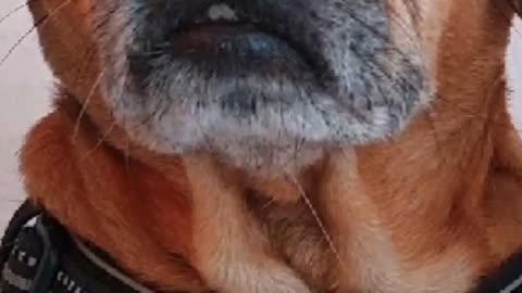 TRUTH🐶PUPS 9/10/2023 updates, Obama EXPOSURE is all part of THE STORM